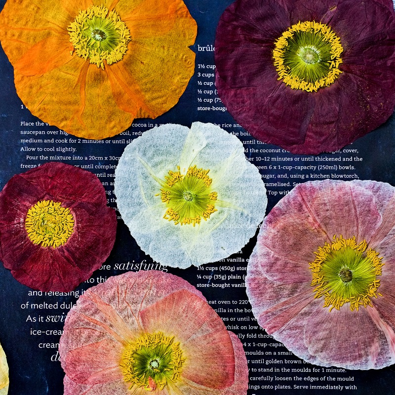 1pcs, Bunga Poppy Kering Alami - Art And Craft Nature ulasan dan harga
