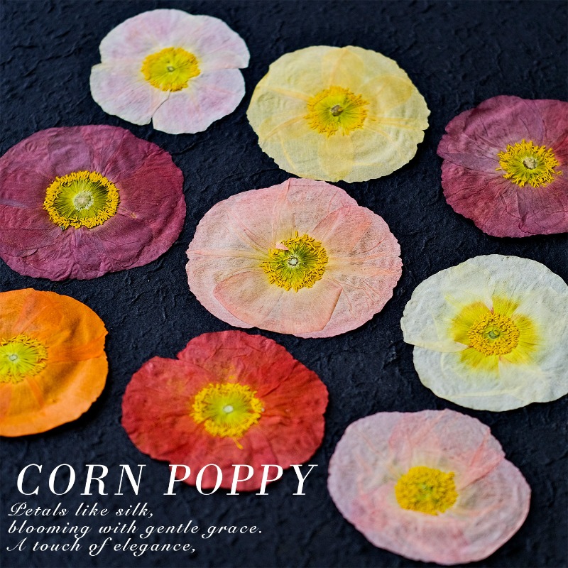 1pcs, Bunga Poppy Kering Alami - Art And Craft Nature ulasan dan harga