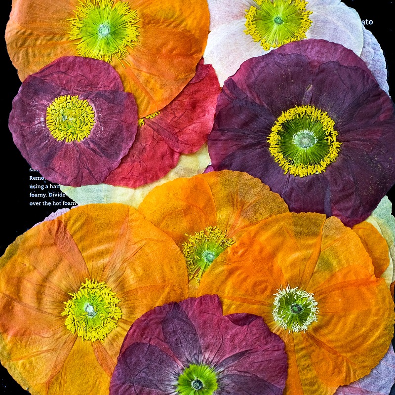 1pcs, Bunga Poppy Kering Alami - Art And Craft Nature ulasan dan harga
